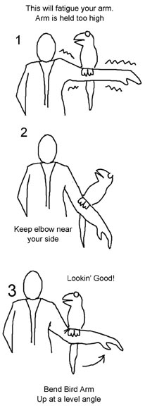 Tips to Using Your Bird Arm